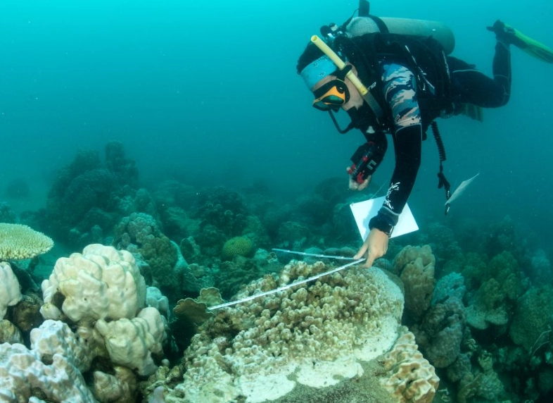 coral bleaching impacts on humans coral bleaching impacts on humans