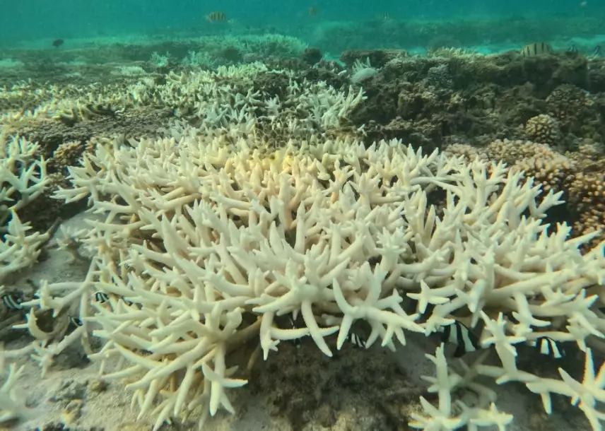 prevent coral bleaching