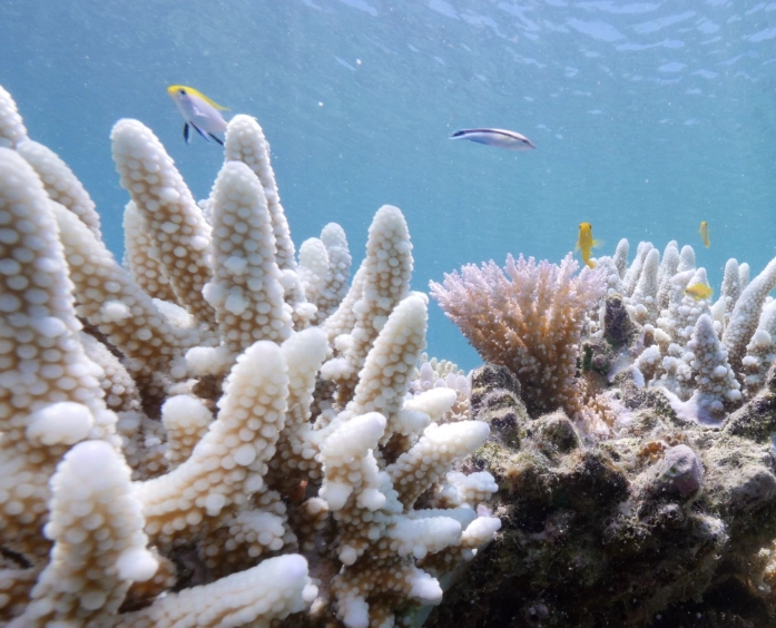 coral reef fisheries decline coral reef fisheries decline
