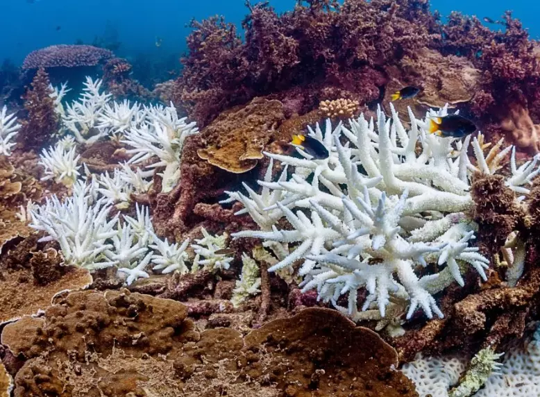 coral bleaching human impact coral bleaching human impact