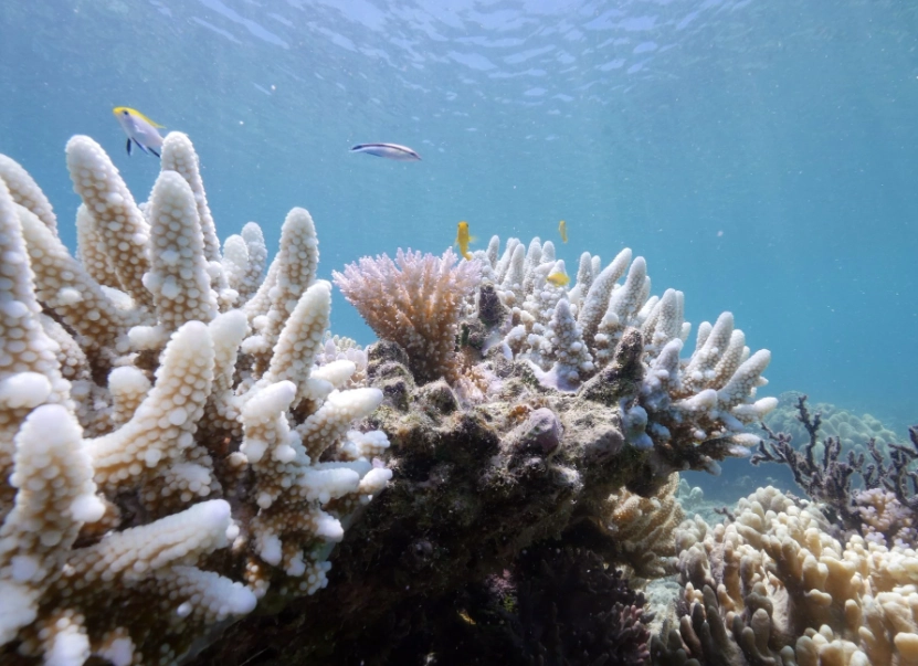 coral reef conservation coral reef conservation