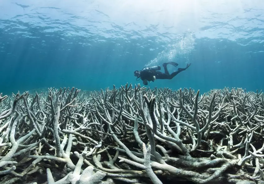 coral bleaching impact coral bleaching impact