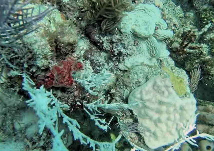 coral reefs Florida Keys coral reefs Florida Keys