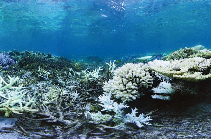 coral reef fisheries decline coral reef fisheries decline