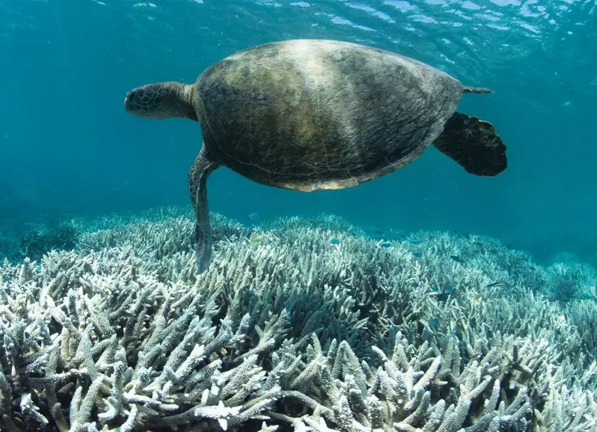 coral bleaching marine life coral bleaching marine life