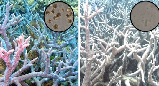 effects of coral bleaching on humans effects of coral bleaching on humans