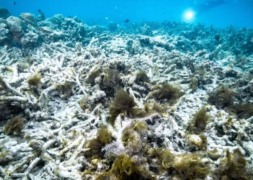 coral bleaching impact coral bleaching impact