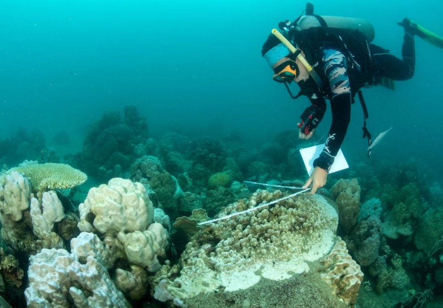 coral bleaching coral bleaching