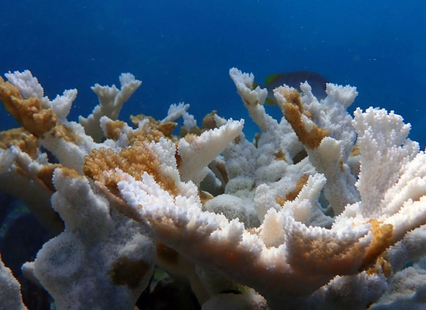 coral bleaching effects coral bleaching effects