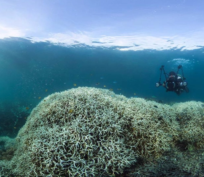 marine heatwaves marine heatwaves