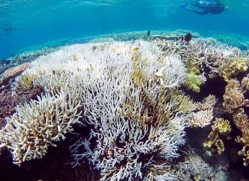 coral bleaching human impact
