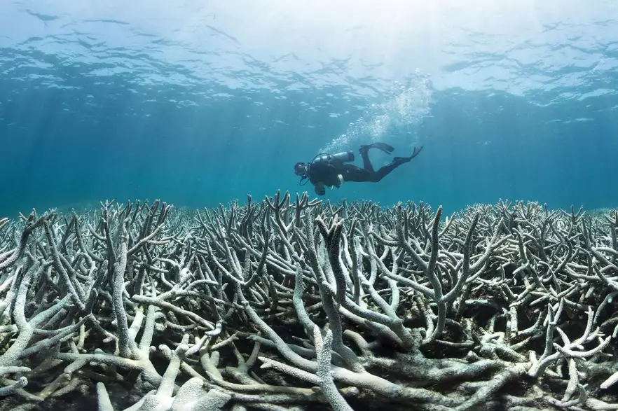 coral bleaching coral bleaching