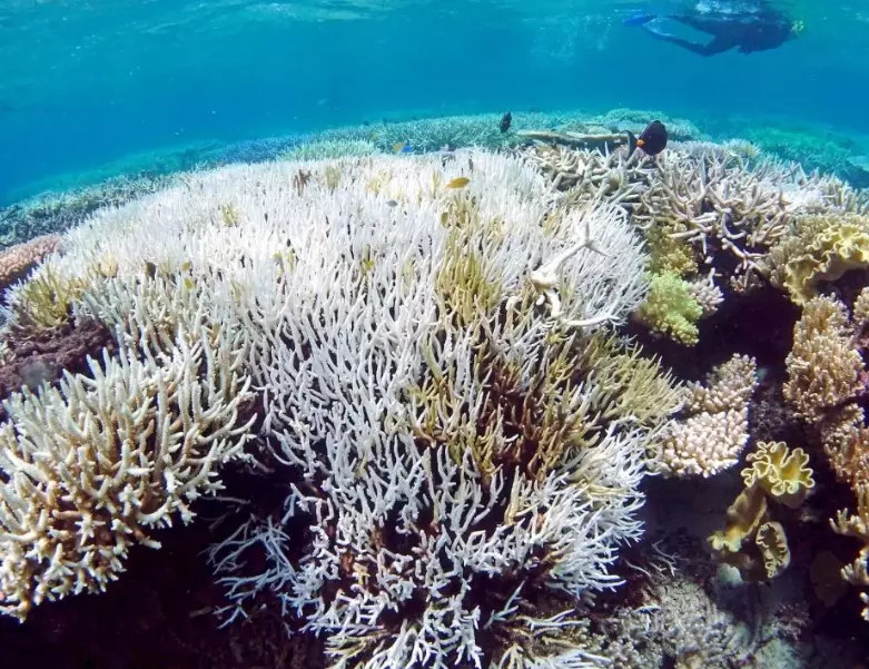 effects of coral bleaching on humans effects of coral bleaching on humans