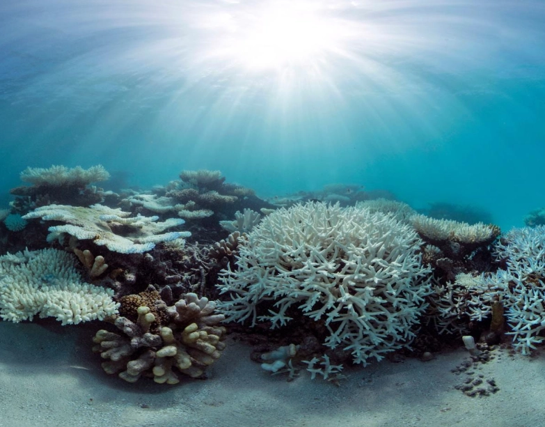 coral bleaching effects coral bleaching effects