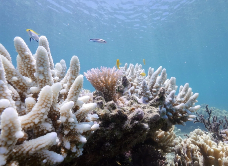 zooxanthellae algae zooxanthellae algae