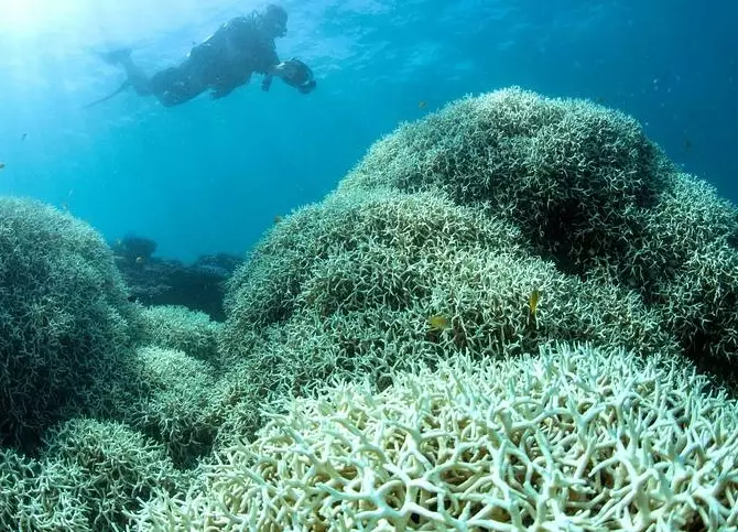 how to stop coral bleaching