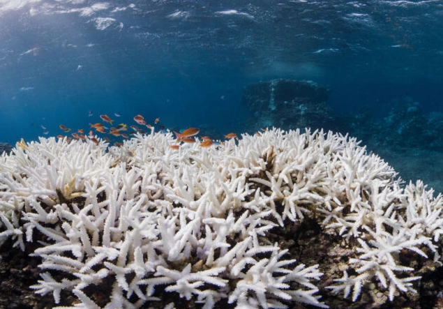 coral reef recovery coral reef recovery