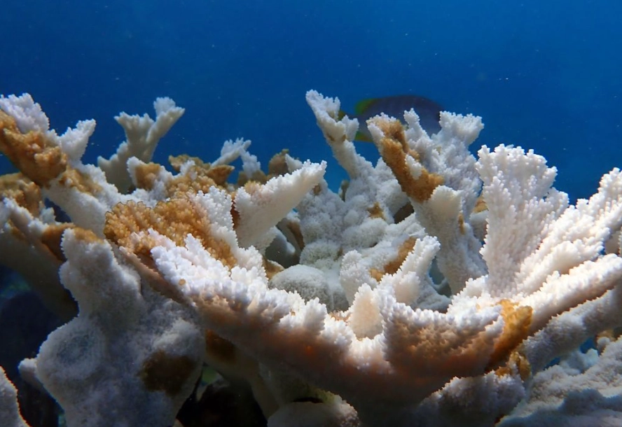coral bleaching causes coral bleaching causes