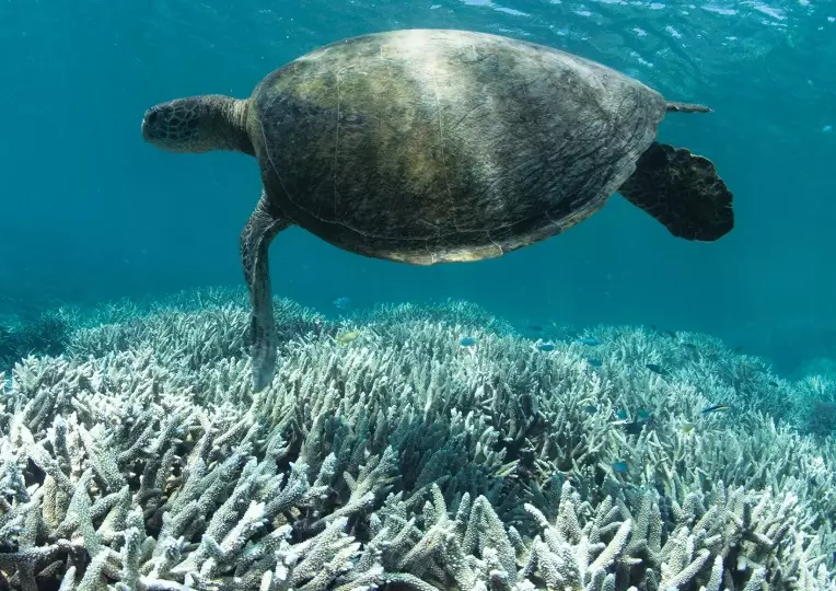 economic effects of coral bleaching economic effects of coral bleaching