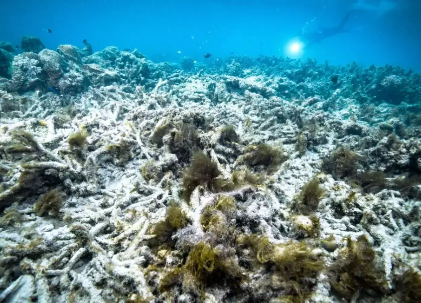 Why is coral bleaching bad for humans