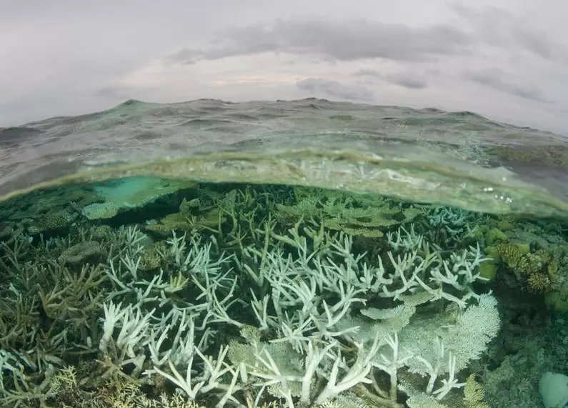 coral bleaching solutions