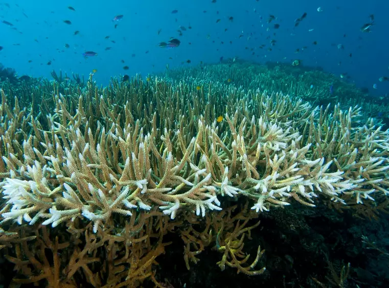 prevent coral bleaching