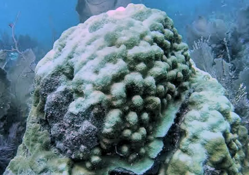 coral bleaching Florida Keys coral bleaching Florida Keys