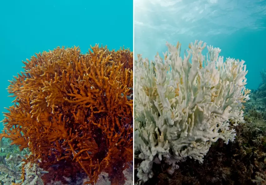 zooxanthellae algae zooxanthellae algae