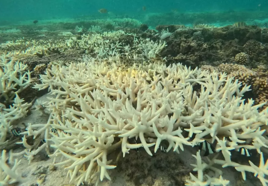 coral bleaching causes coral bleaching causes