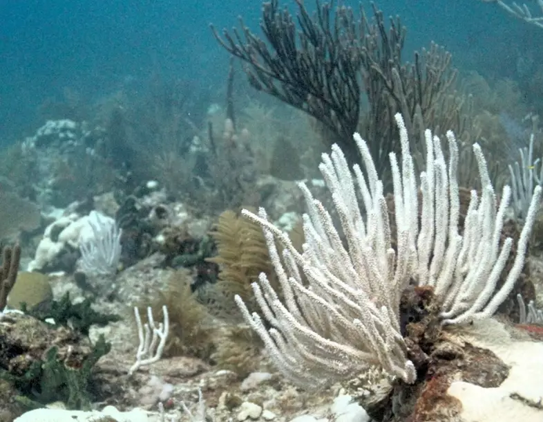 coral reefs Florida Keys coral reefs Florida Keys