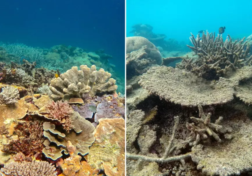 coral bleaching solutions