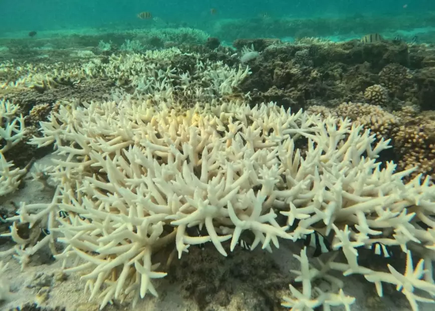 coral reef importance