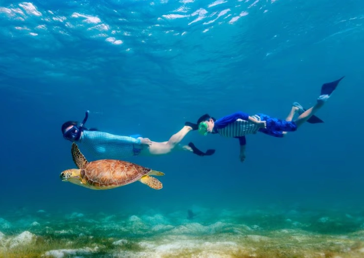 best places to see sea turtles Orlando