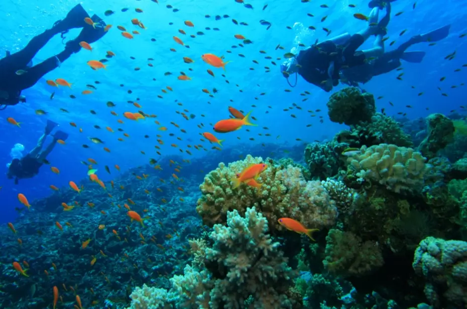 where to scuba dive