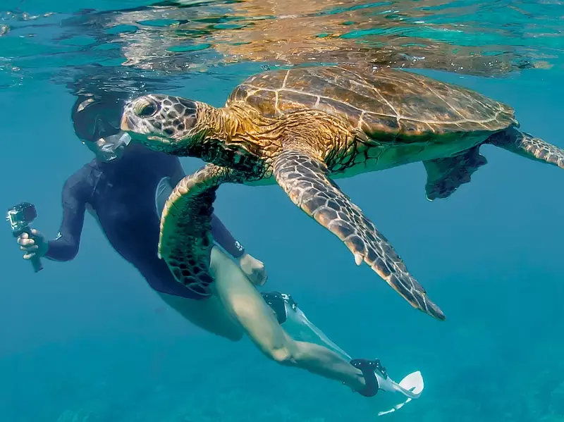 Florida turtle swim tours