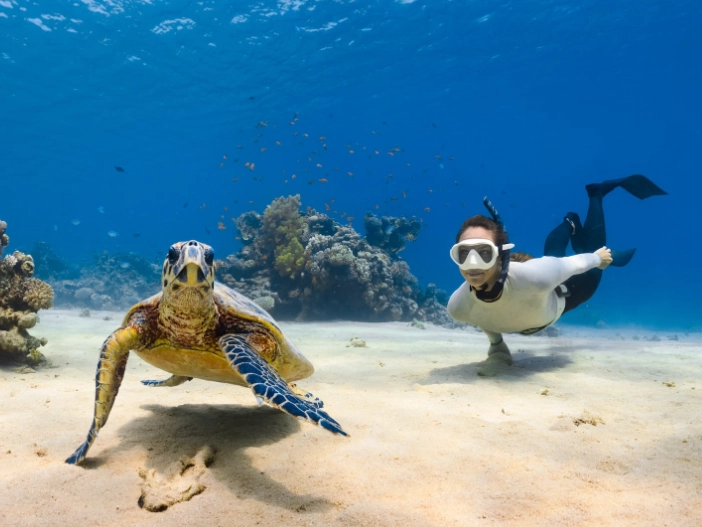 sea turtle snorkeling sea turtle snorkeling