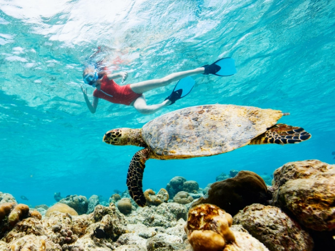 swim with sea turtles swim with sea turtles