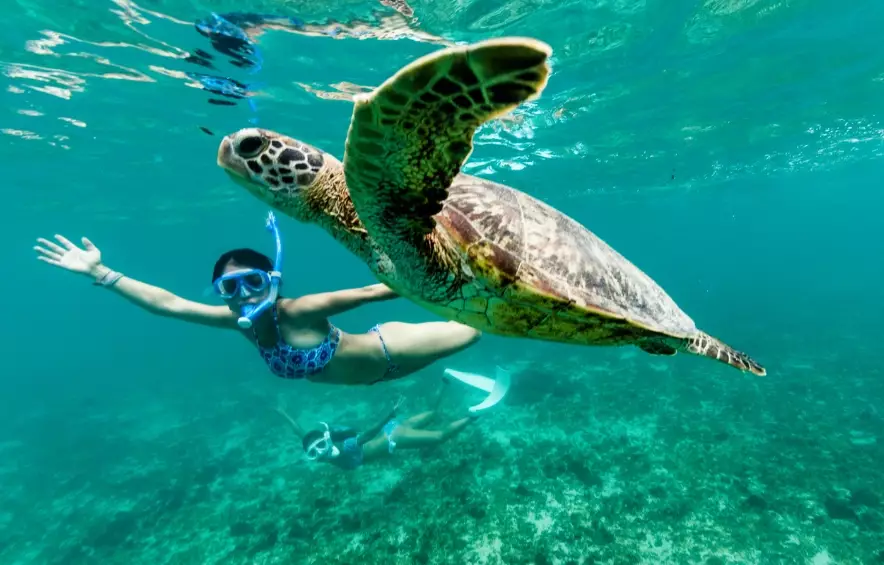 best places to see sea turtles best places to see sea turtles