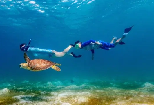 swim with sea turtles Arizona
