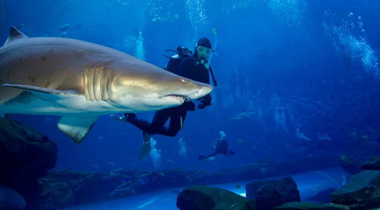 scuba diving with sharks