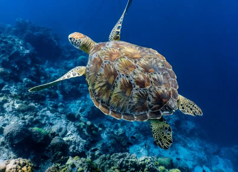 what to do if sea turtle approaches what to do if sea turtle approaches