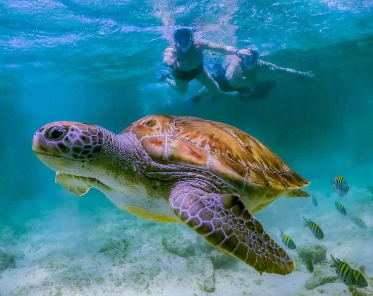 swim with sea turtles Caribbean swim with sea turtles Caribbean