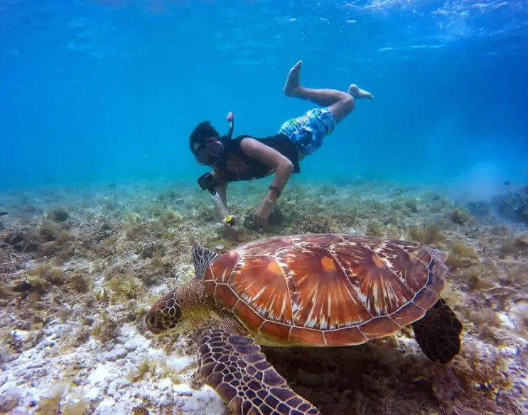 best snorkeling florida sea turtles best snorkeling florida sea turtles