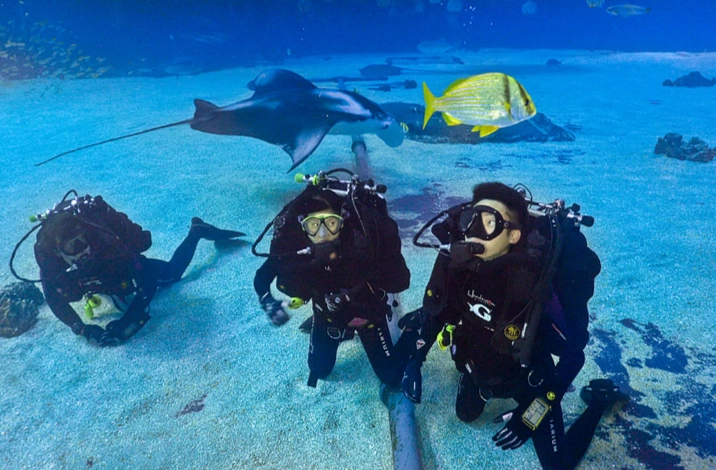 Georgia Aquarium scuba dive Georgia Aquarium scuba dive