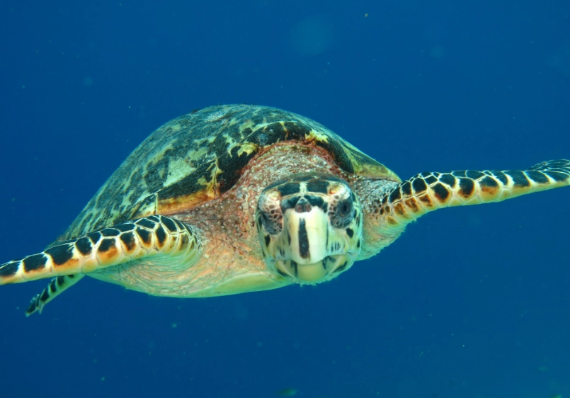 sea turtle safety tips sea turtle safety tips