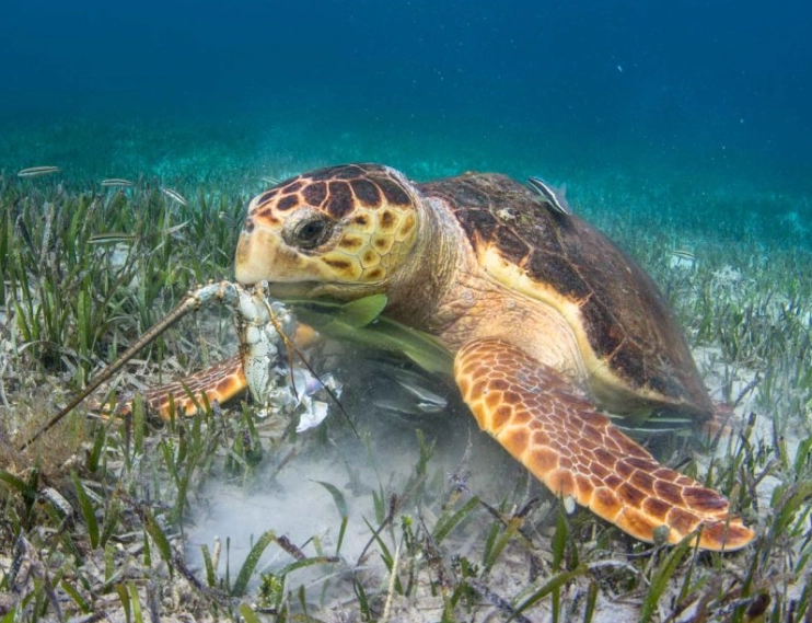 sea turtle encounter sea turtle encounter