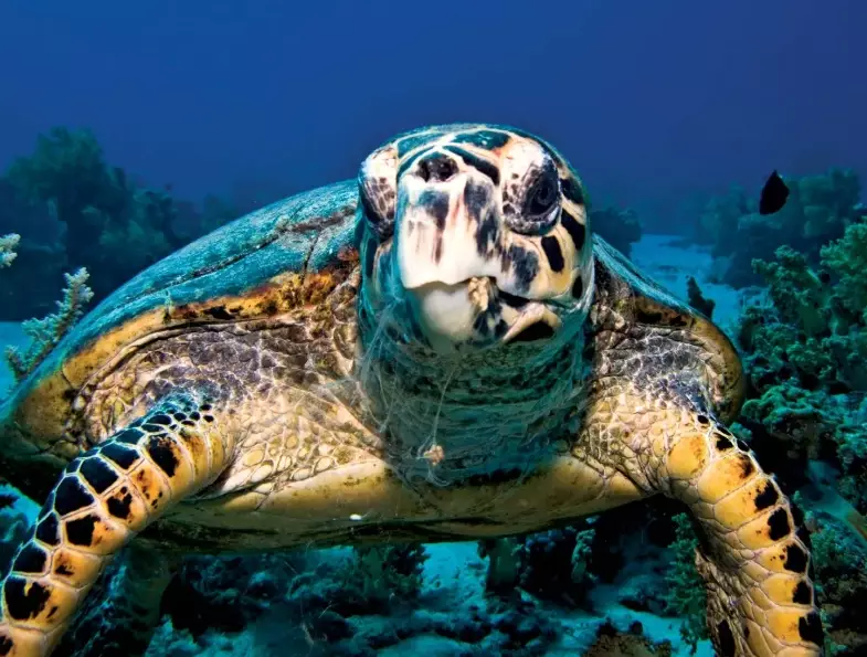 sea turtle safety tips sea turtle safety tips