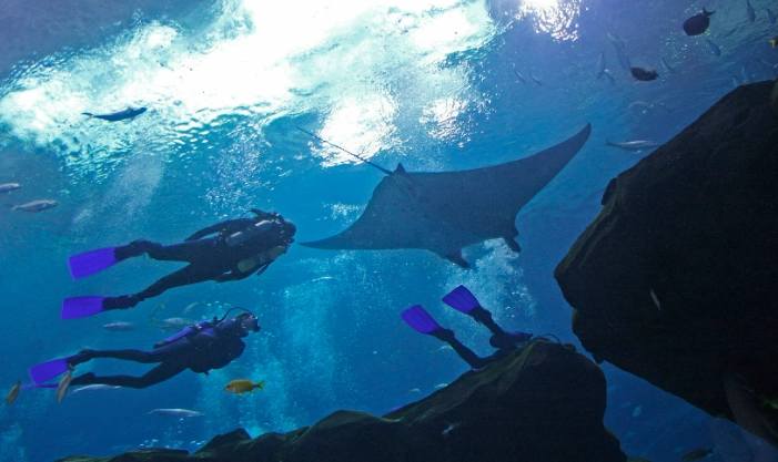 Georgia Aquarium scuba dive Georgia Aquarium scuba dive