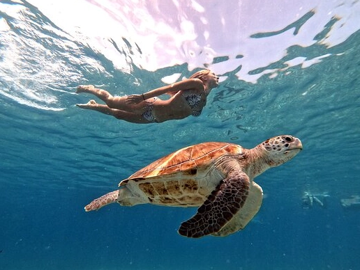swim with sea turtles Caribbean swim with sea turtles Caribbean