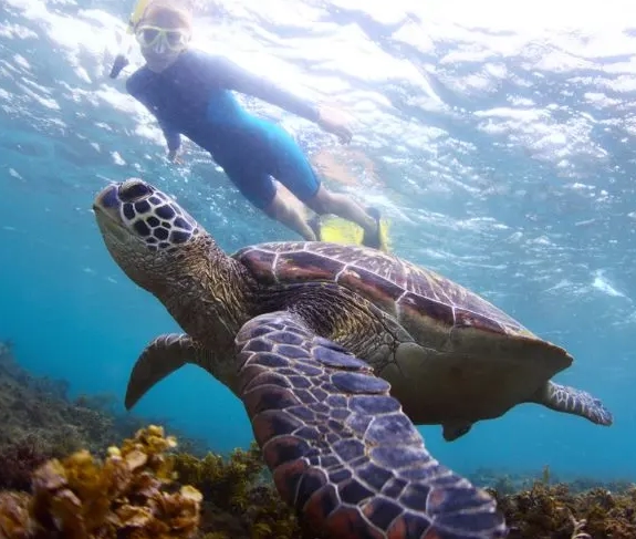 sea turtle encounters near Arizona
